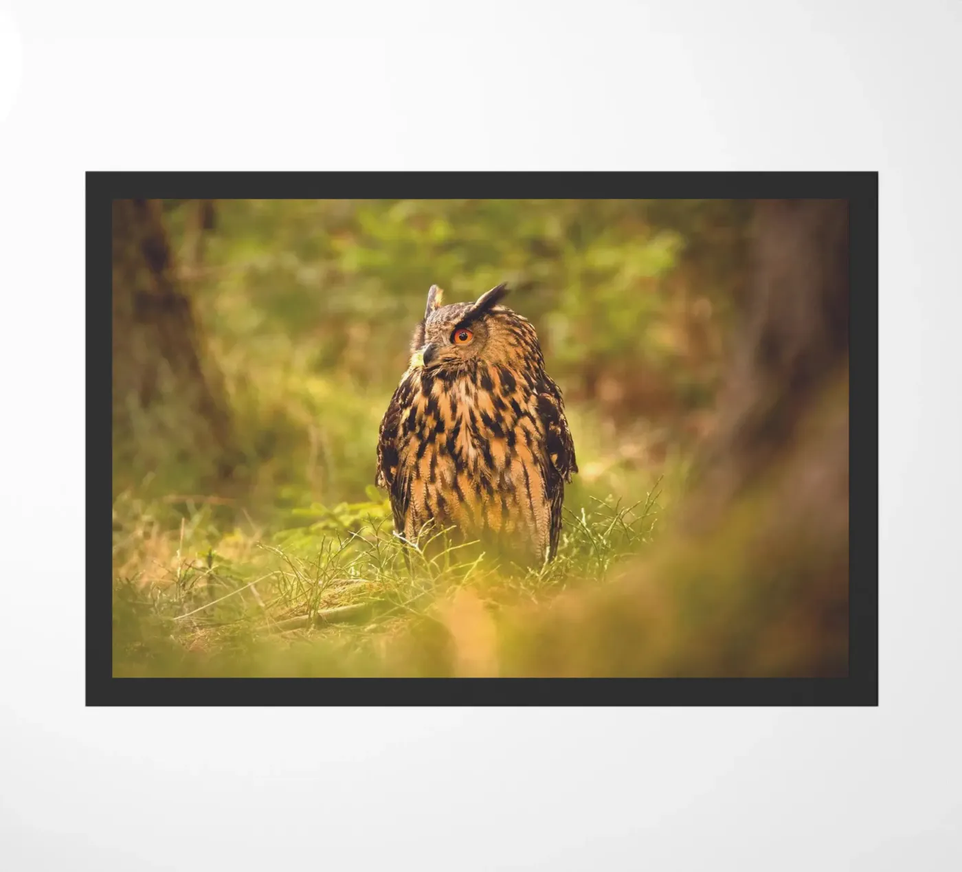 Eagle Owl zerbino da Dave Hare Photography