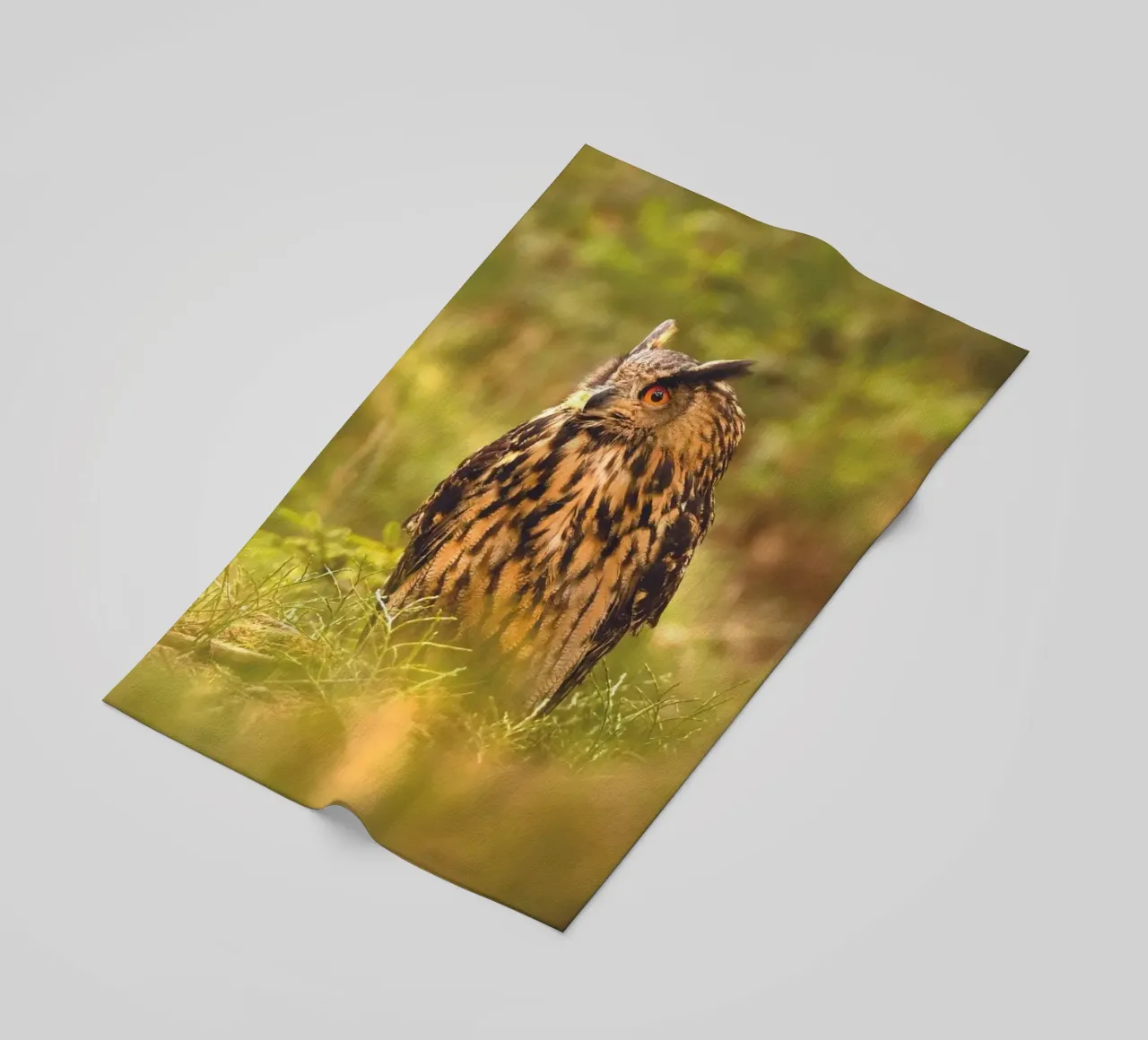 Eagle Owl telo mare da Dave Hare Photography