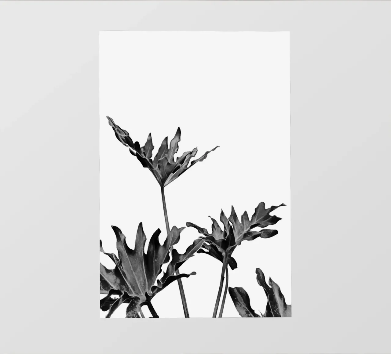 Monstera Bianco e Nero 08 telo in pvc da amini54