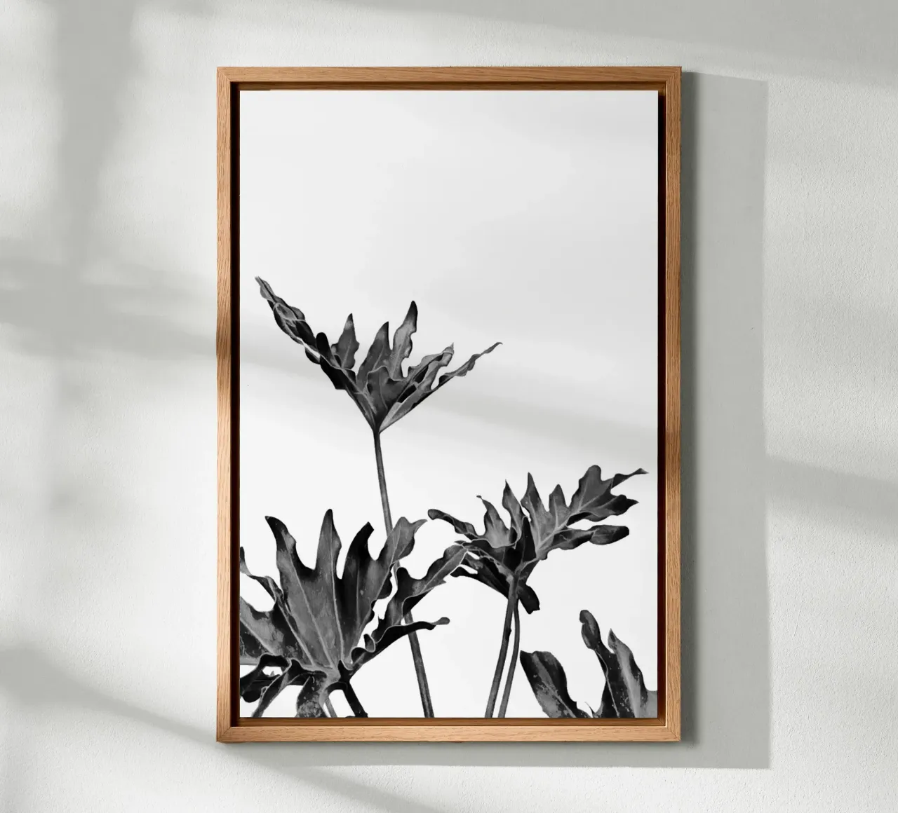 Monstera Bianco e Nero 08 tela con Cornice a cassetta da amini54