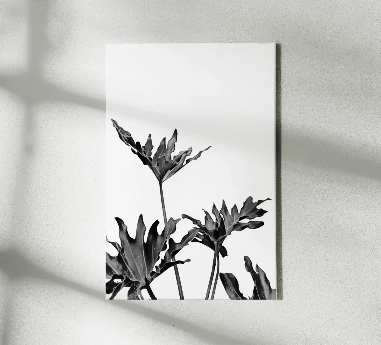 Monstera Bianco e Nero 08 tela con Cornice a cassetta da amini54