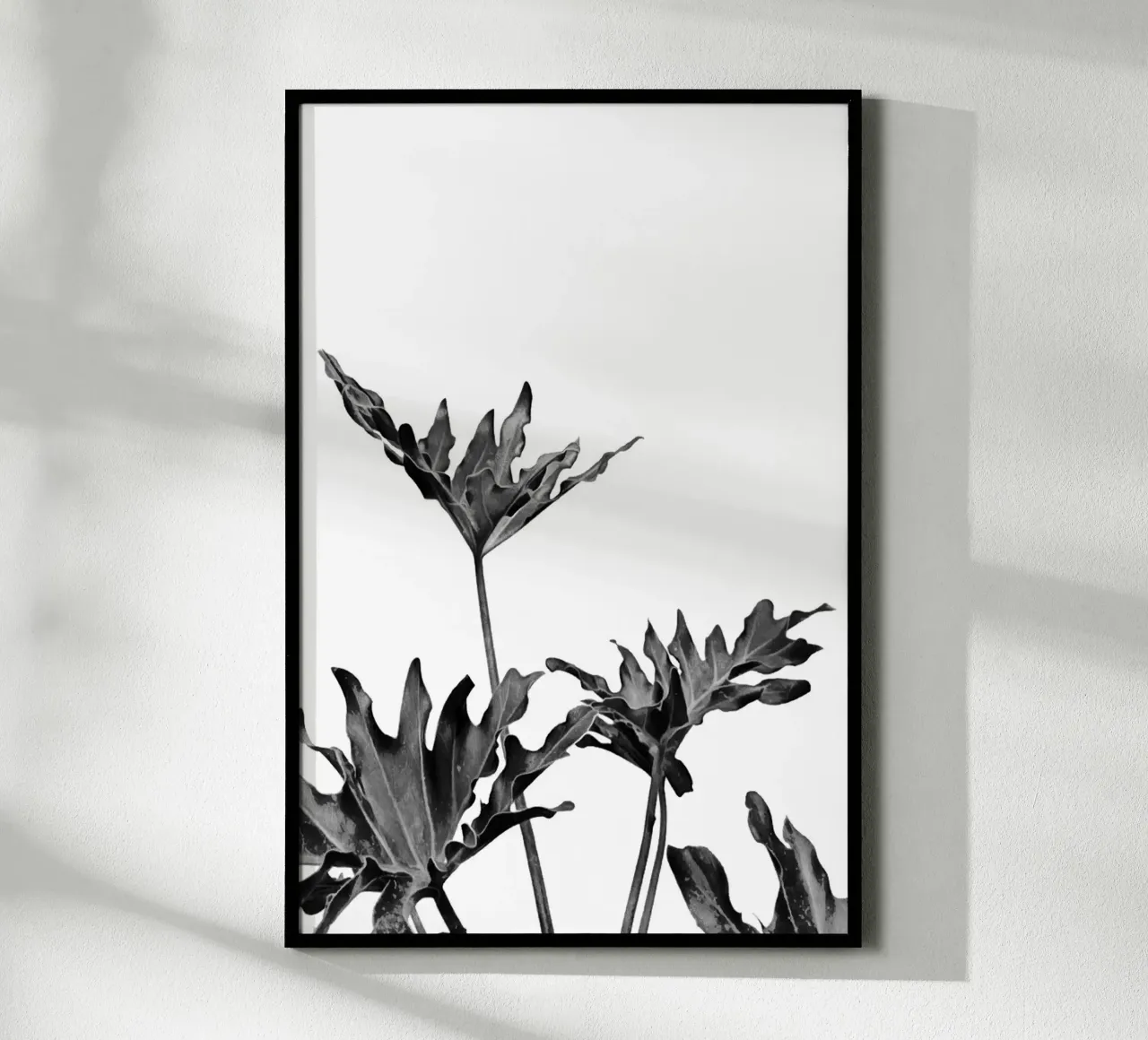 Monstera Bianco e Nero 08 poster da amini54