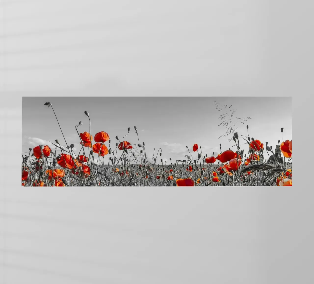 Mohnblumenfeld | Panorama colourkey pellicola backlit da Melanie Viola