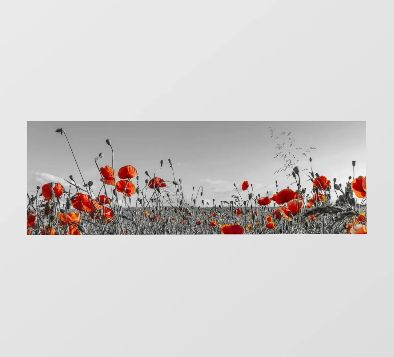 Mohnblumenfeld | Panorama colourkey telo in pvc da Melanie Viola