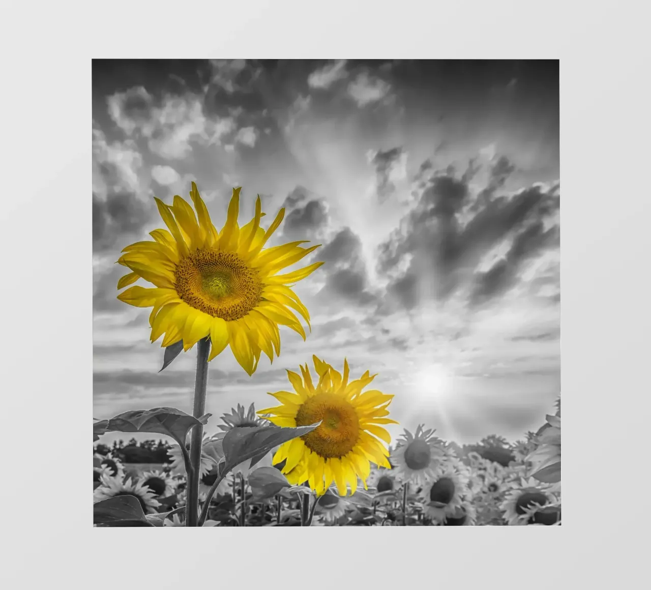 Due girasoli a fuoco telo in pvc da Melanie Viola