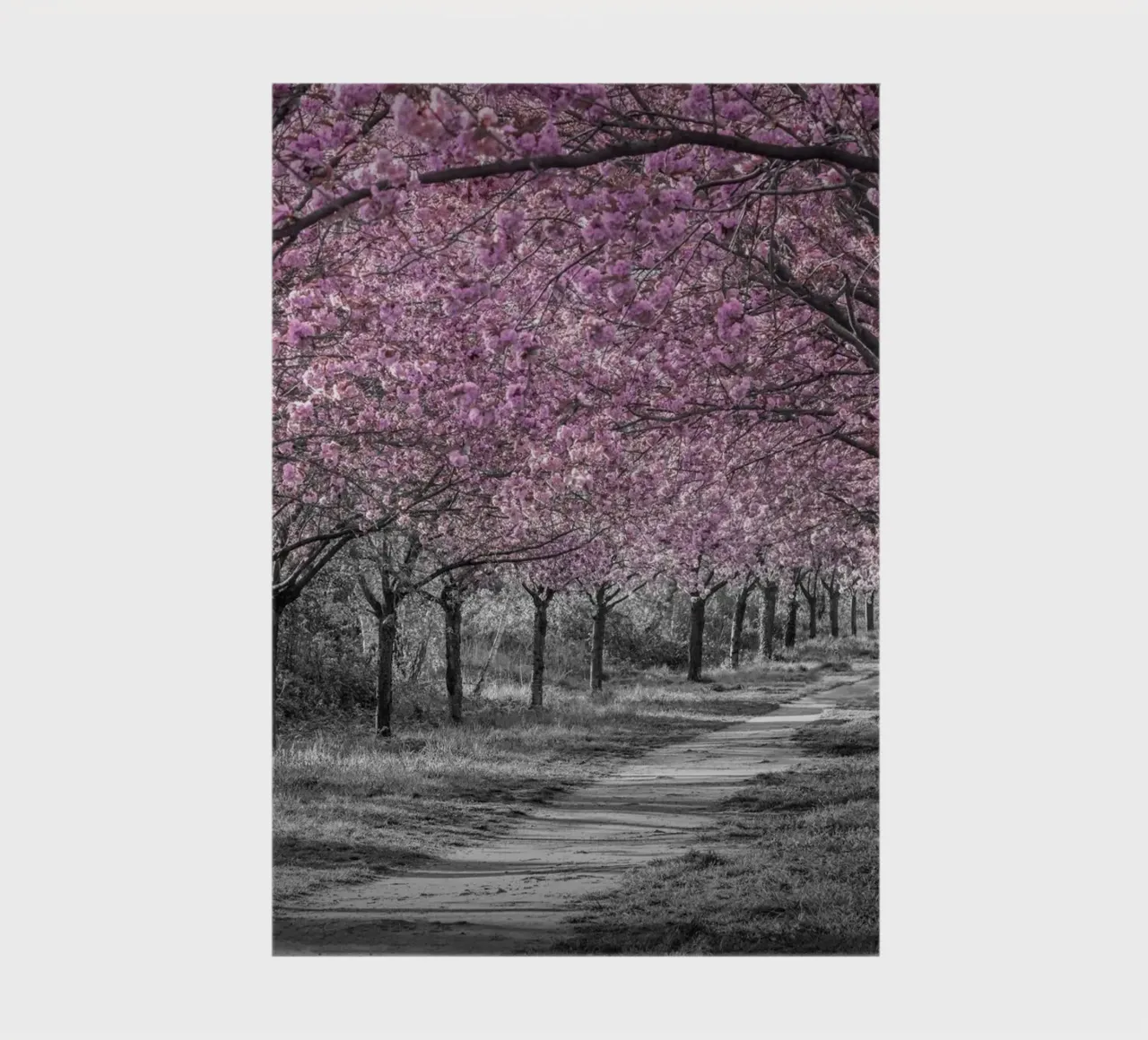 Incantevole viale di ciliegi in fiore in rosa diario da Melanie Viola