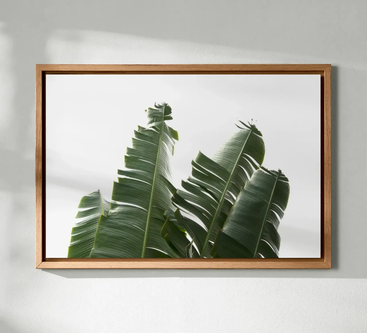 Feuilles de banane 01 alu dibond de amini54