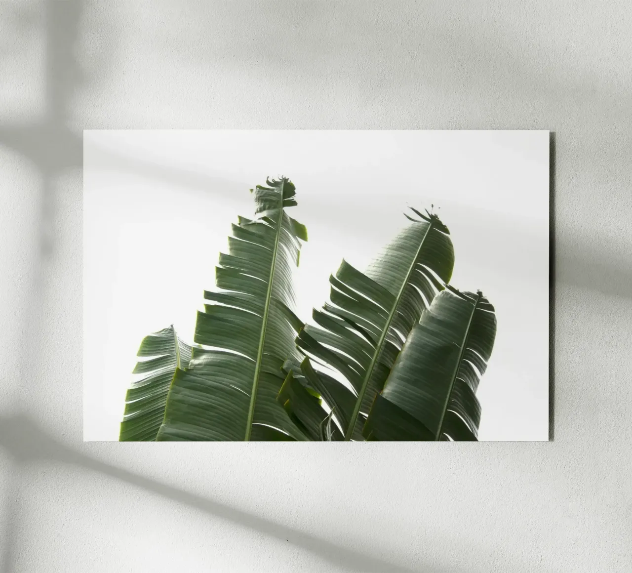 Feuilles de banane 01 alu dibond de amini54