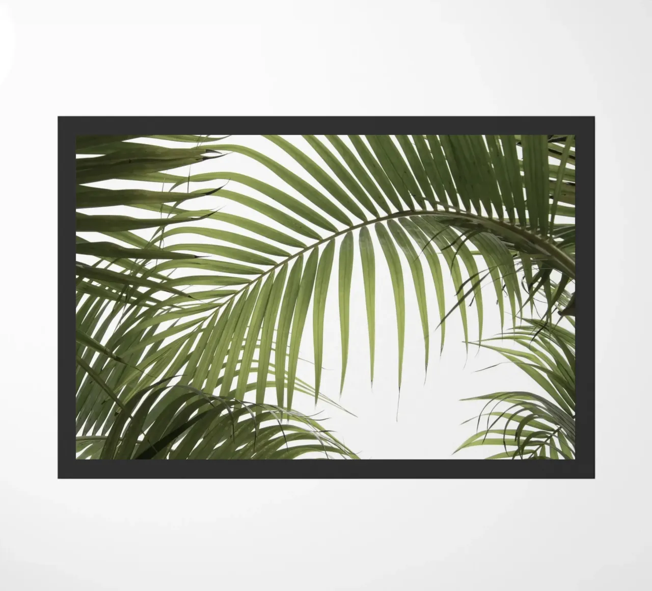 Palm Leaves 01 zerbino da amini54