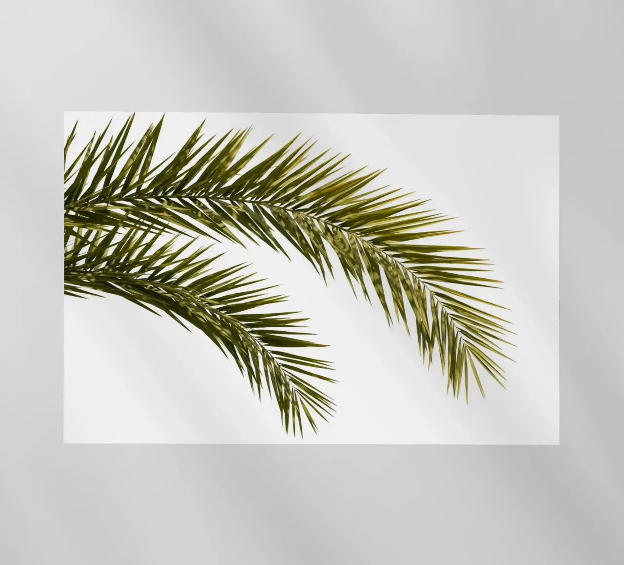 Palm Leaves 01 backlit film by amini54