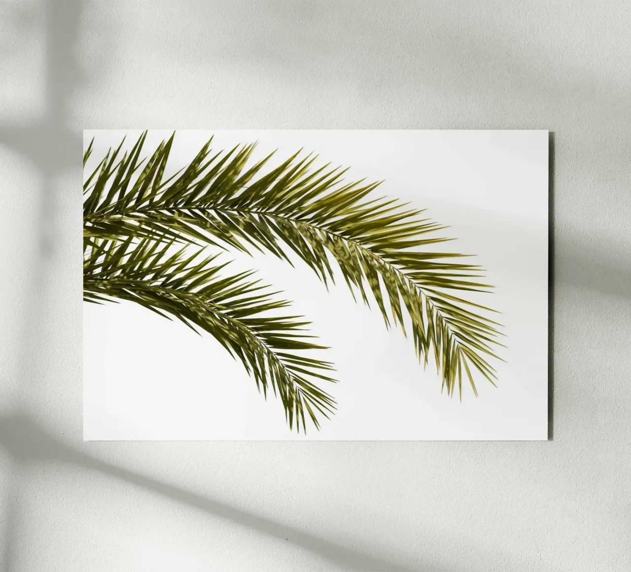 Palm Leaves 01 alu-dibond by amini54