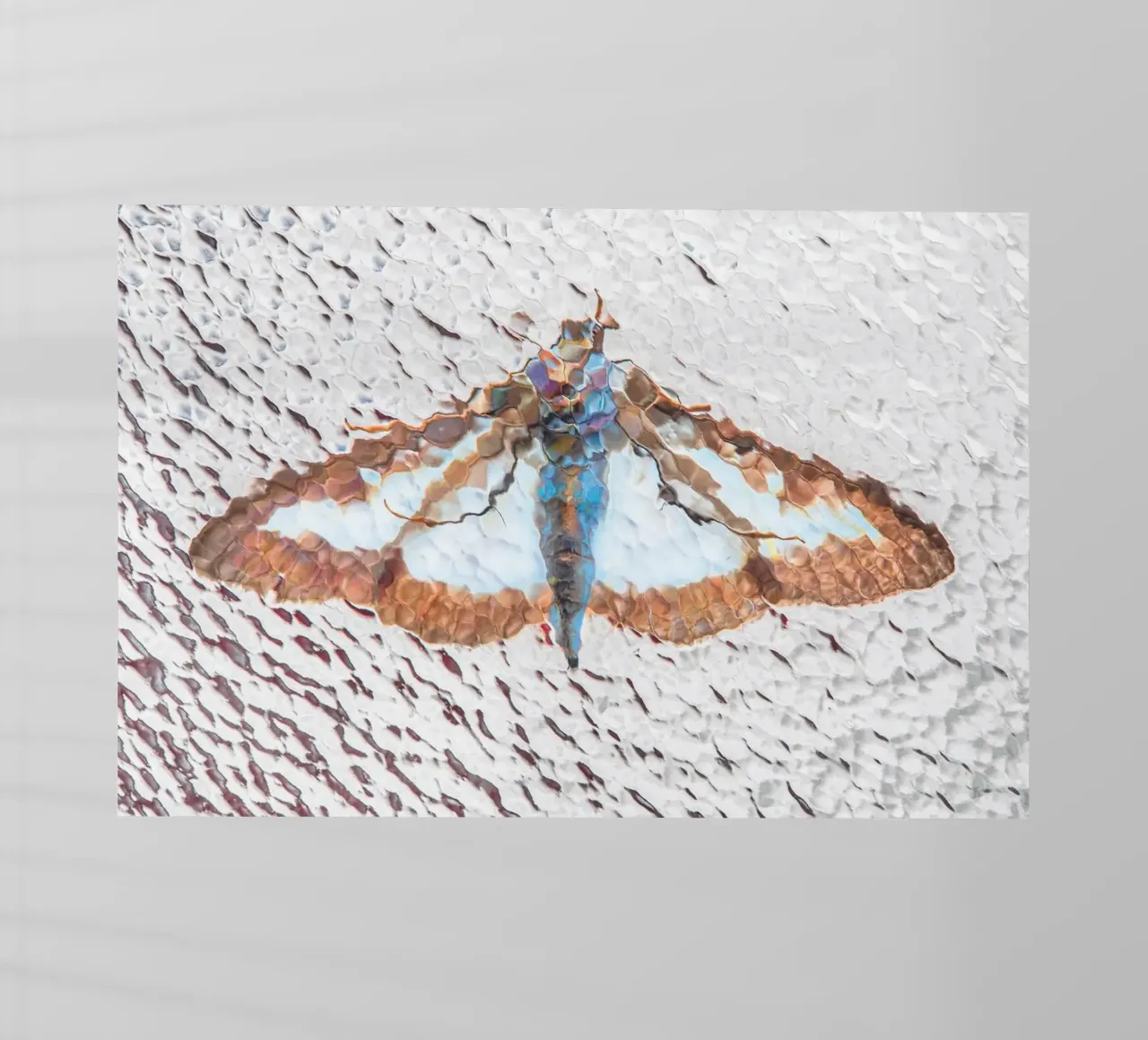 Moth pellicola backlit da Dave Hare Photography