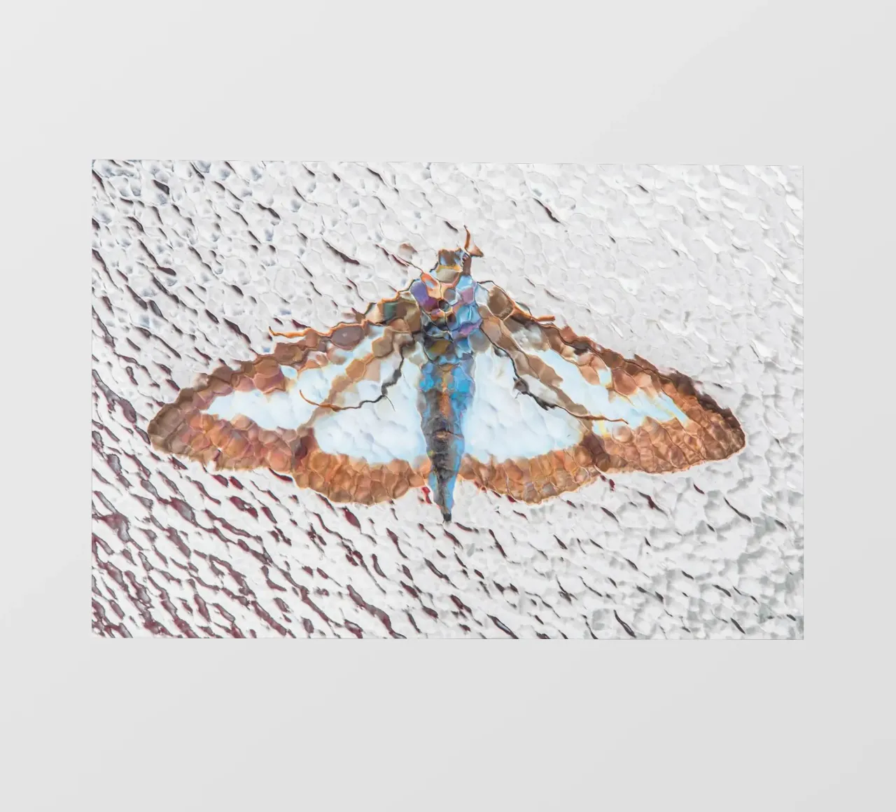 Moth pellicola backlit da Dave Hare Photography