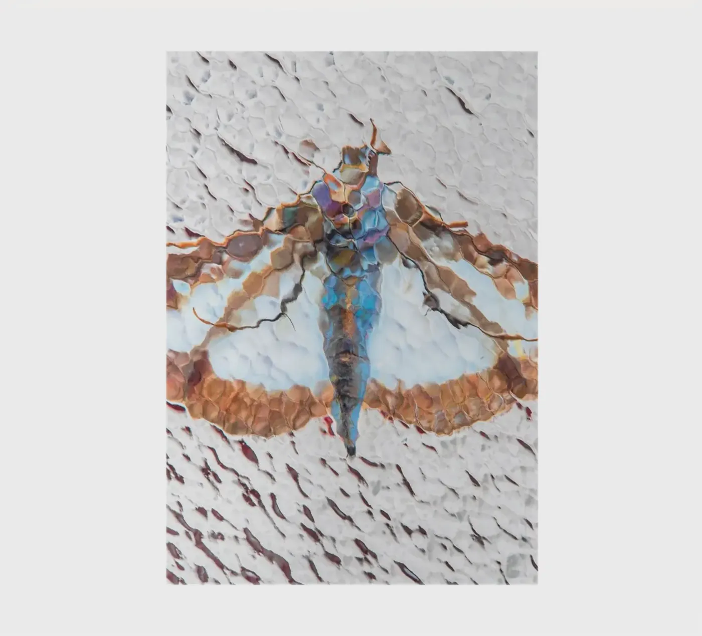 Moth notebook by Dave Hare Photography