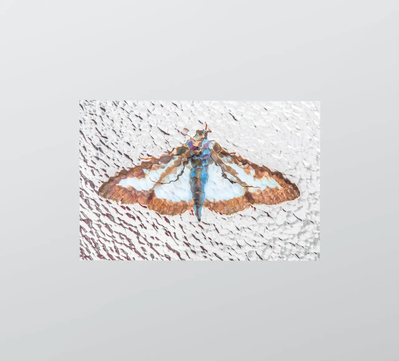 Moth sticker by Dave Hare Photography