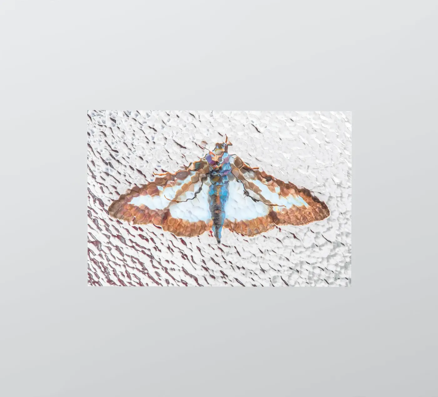 Moth sticker by Dave Hare Photography