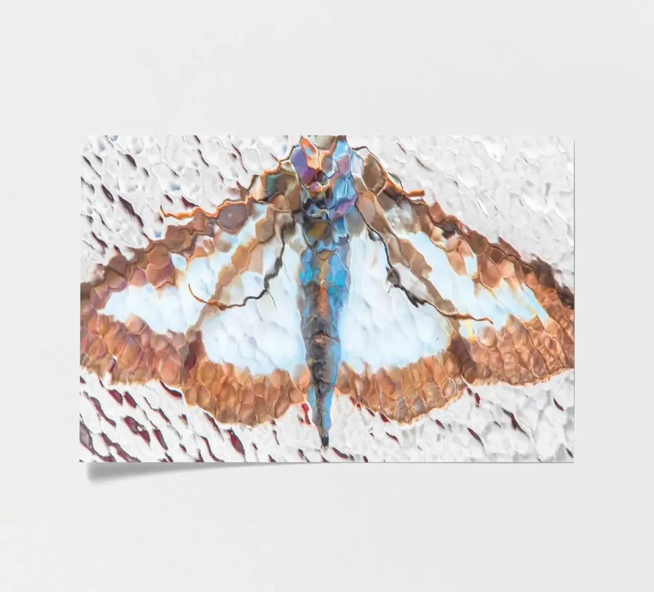 Moth sticker sheet by Dave Hare Photography