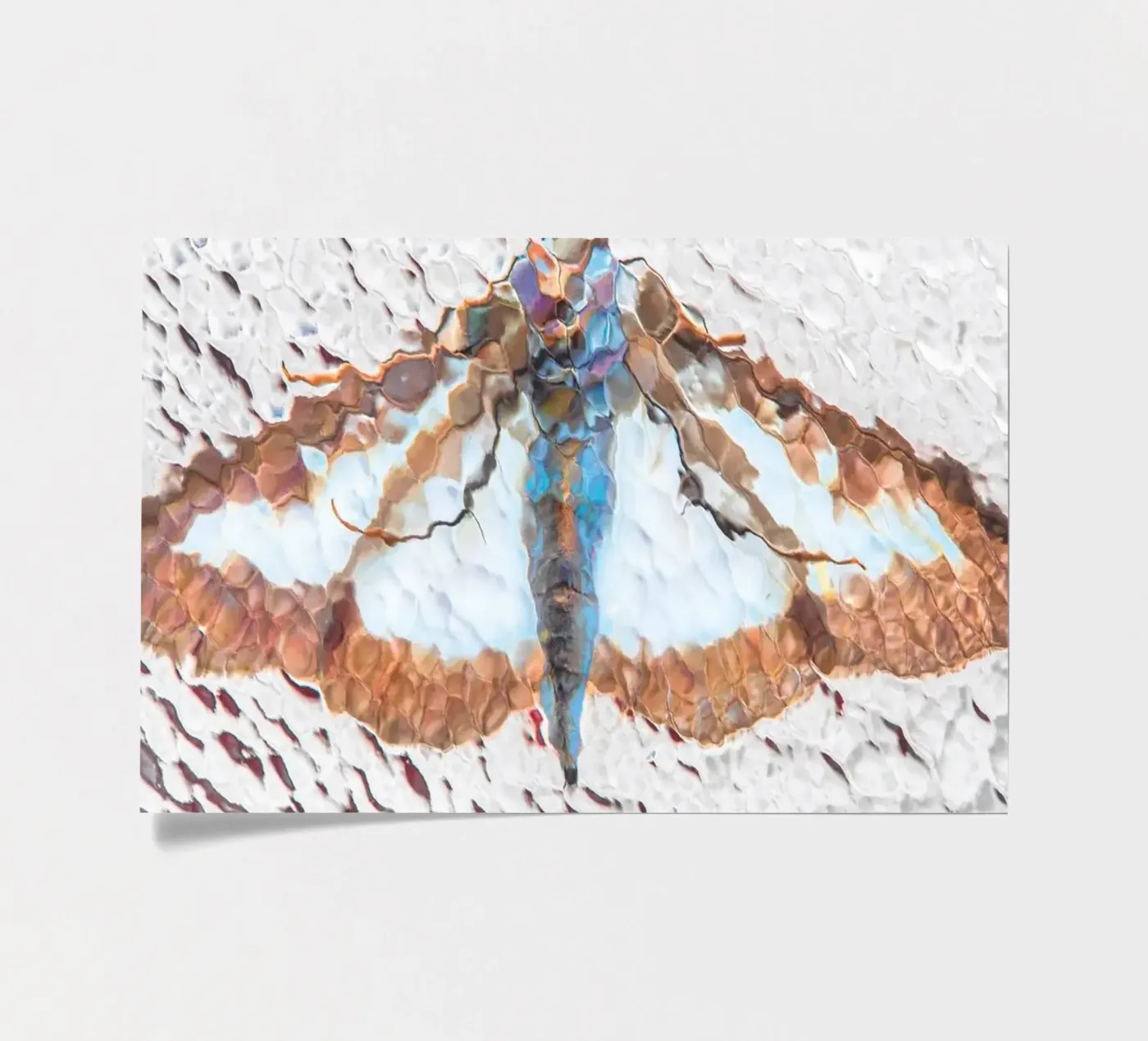 Moth sticker sheet by Dave Hare Photography