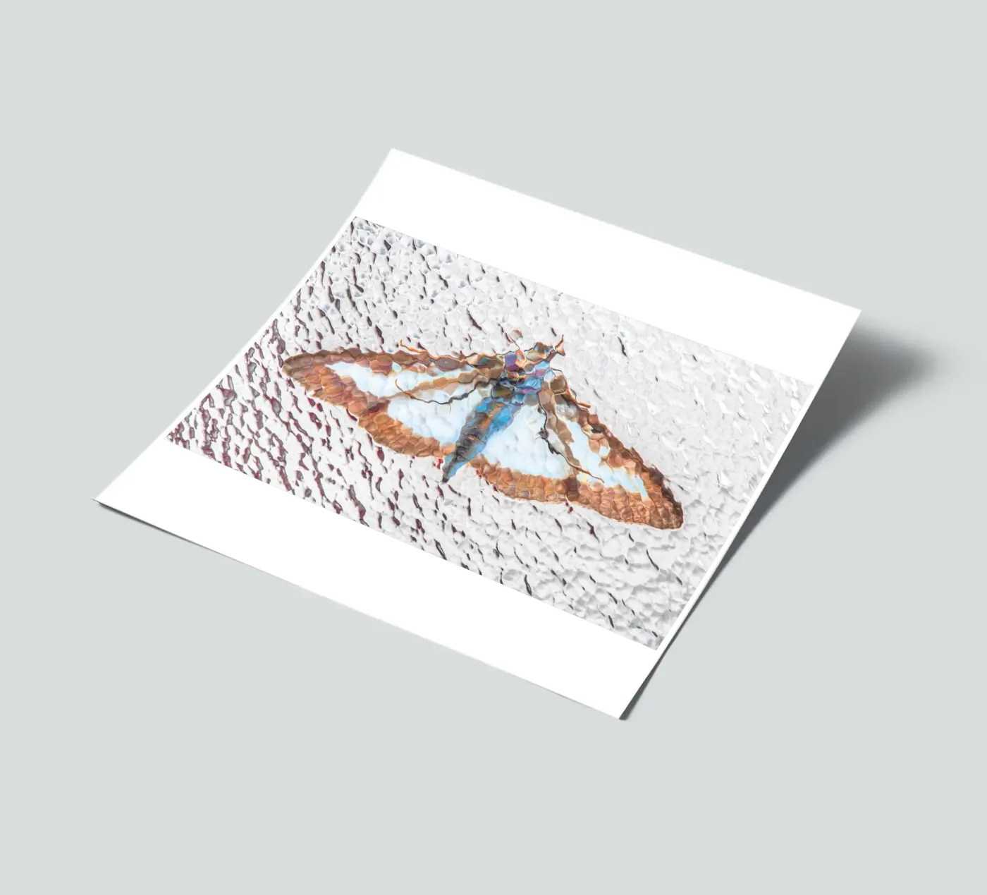 Moth sticker sheet by Dave Hare Photography