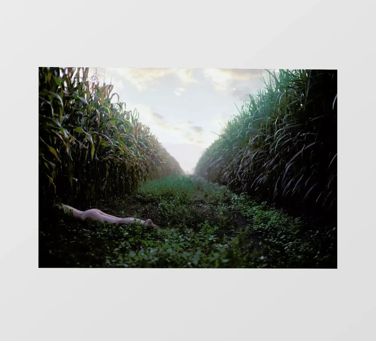 Self pellicola backlit da Ana Topoleanu