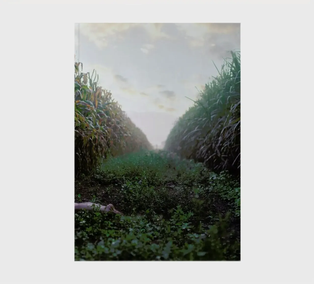 Self diario da Ana Topoleanu