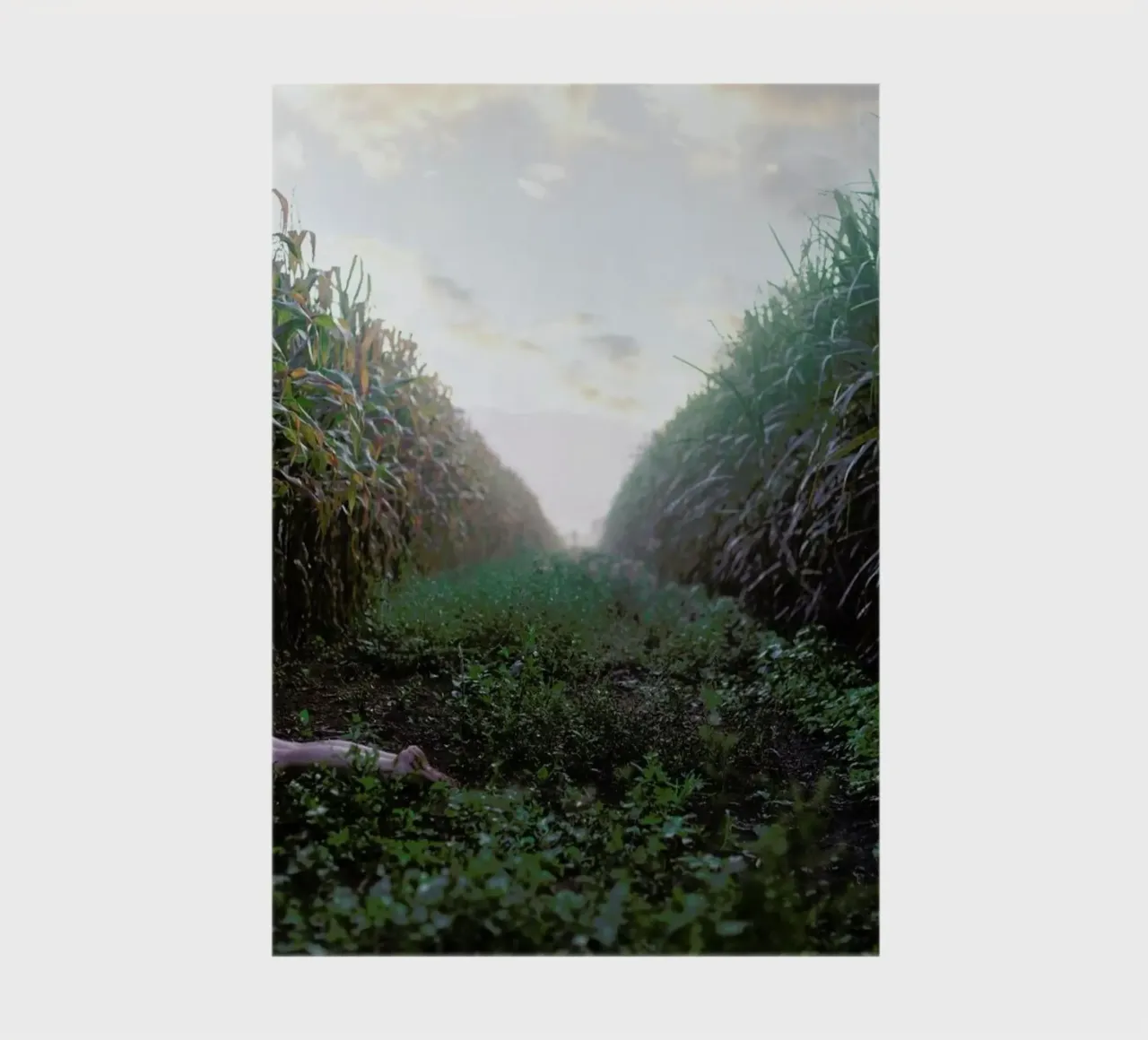 Self diario da Ana Topoleanu