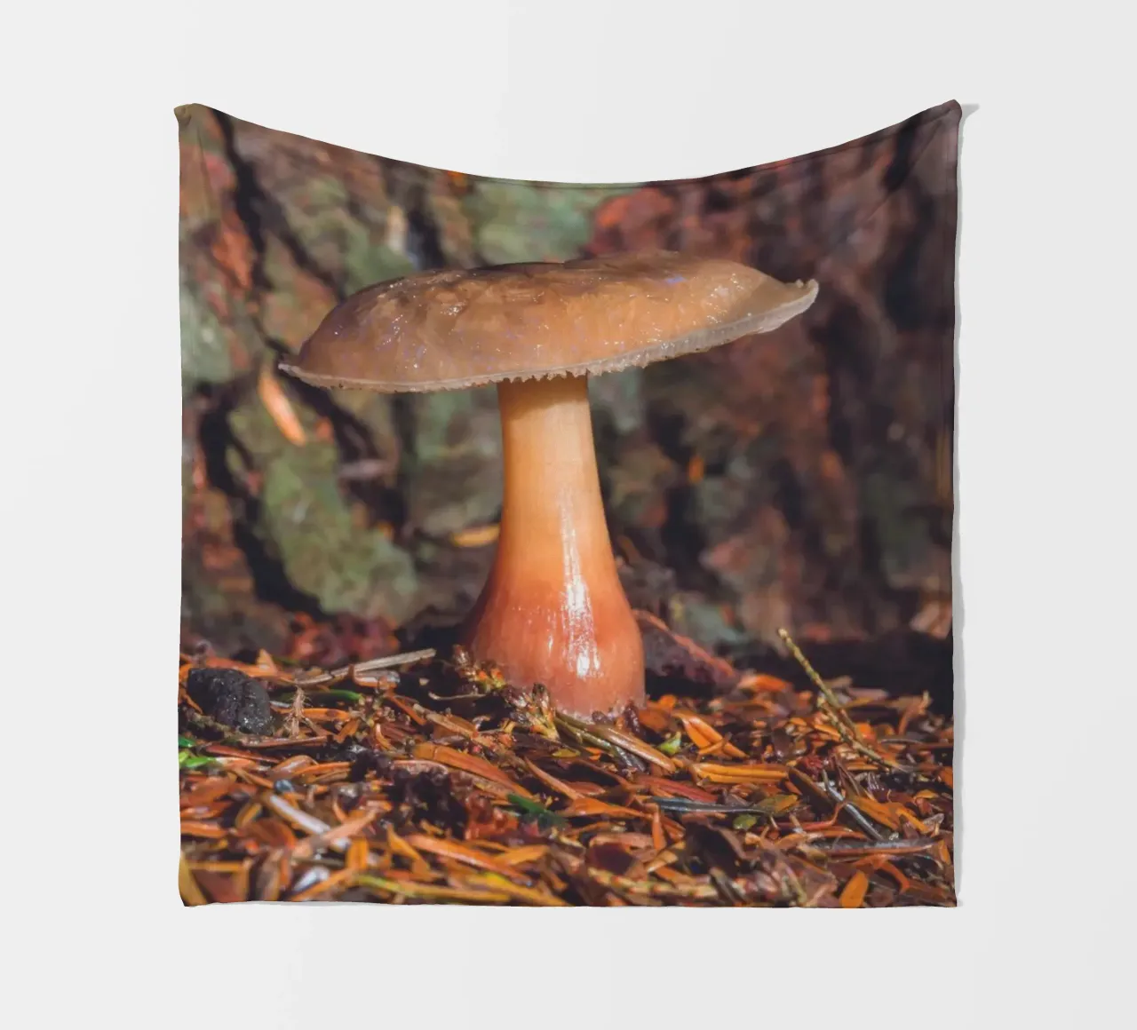 Fungo di bosco coperta in pile da Dave Hare Photography