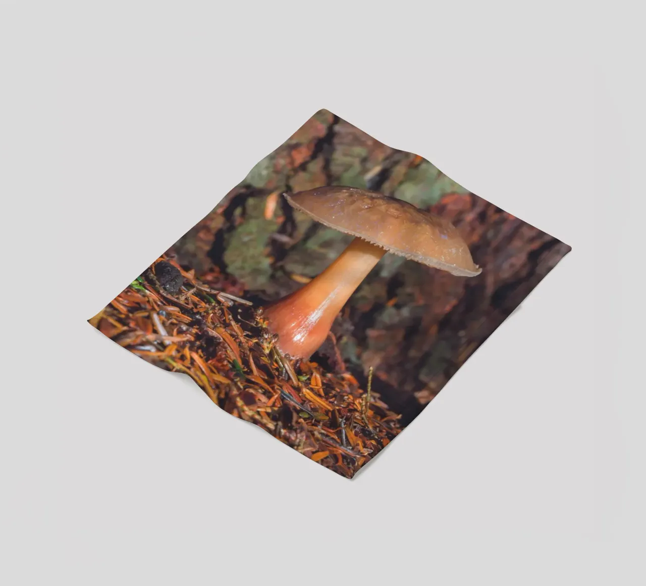 Fungo di bosco coperta in pile da Dave Hare Photography
