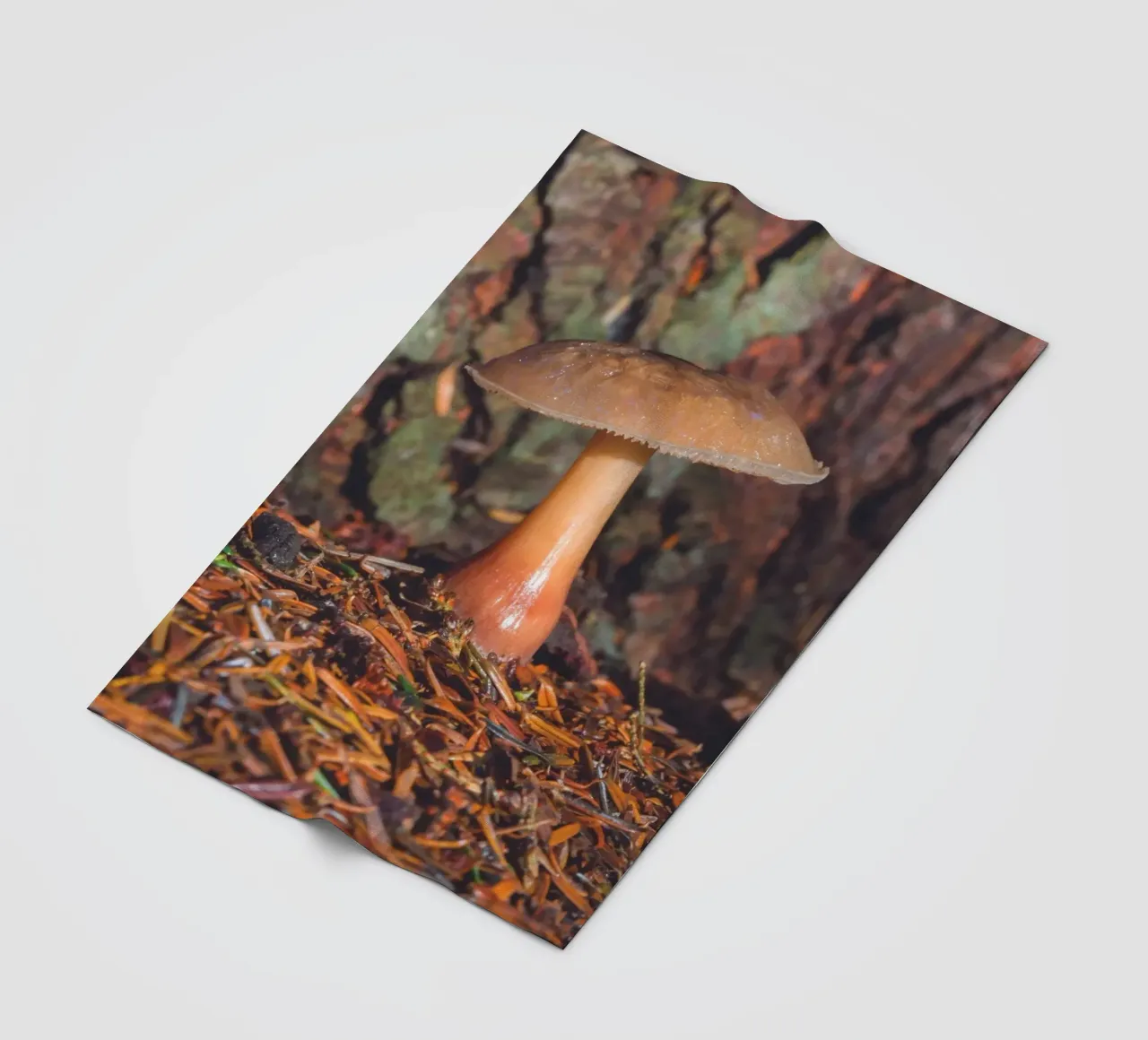 Fungo di bosco coperta in pile da Dave Hare Photography