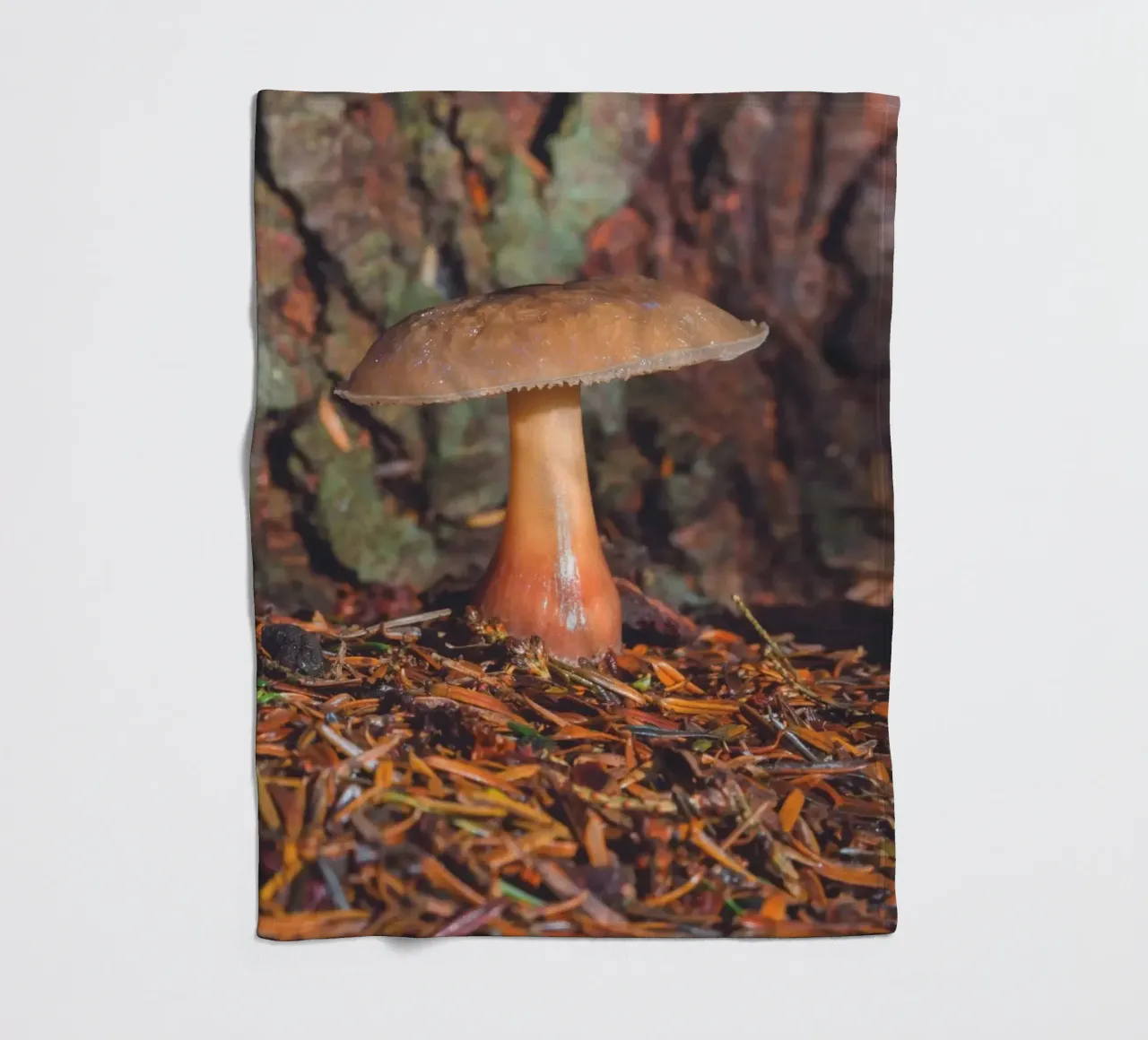 Fungo di bosco coperta in pile da Dave Hare Photography
