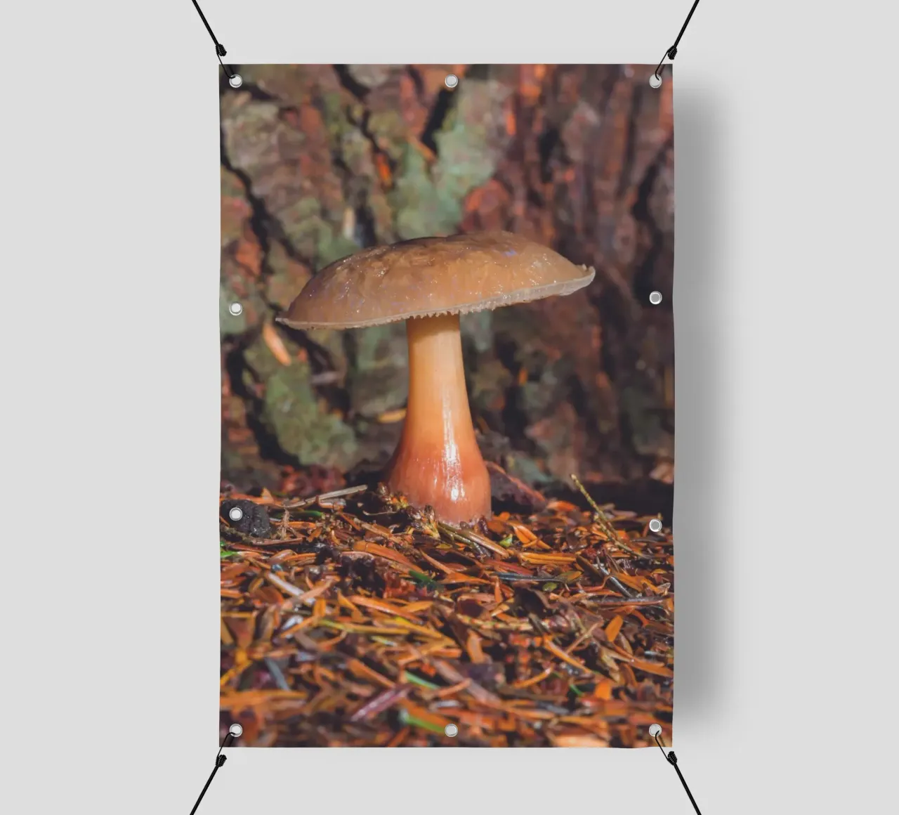 Fungo di bosco telo in pvc da Dave Hare Photography