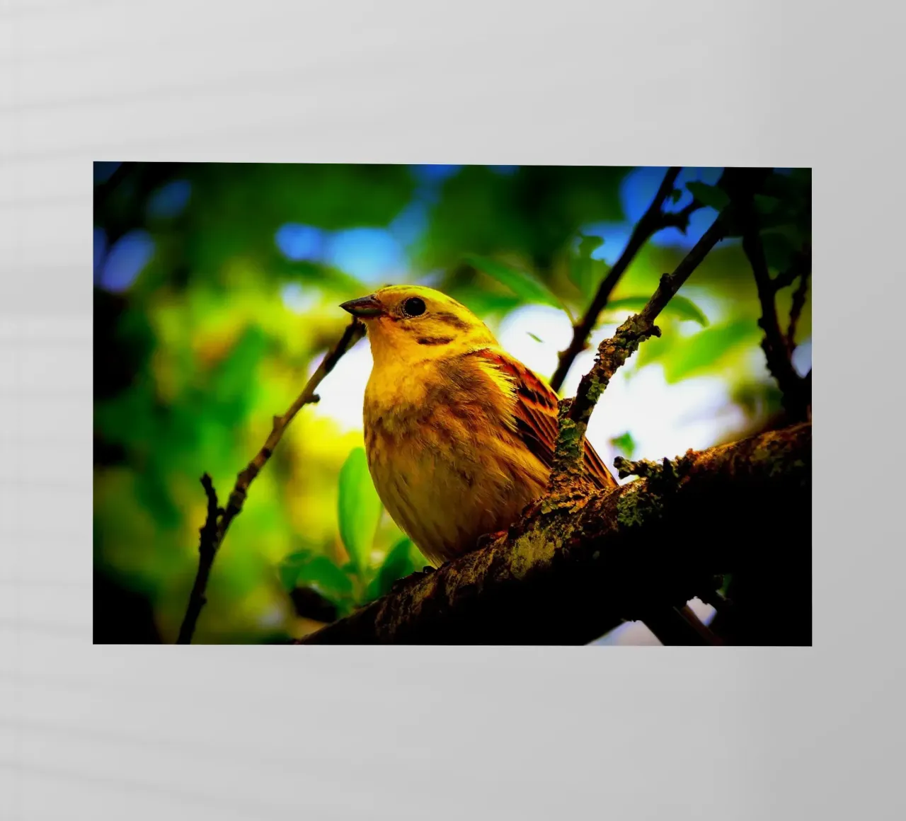 FAA72 pellicola backlit da Thierry vobmann photography