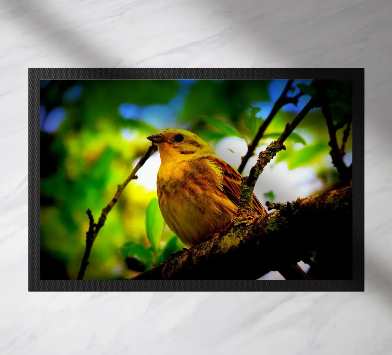 FAA72 zerbino da Thierry vobmann photography