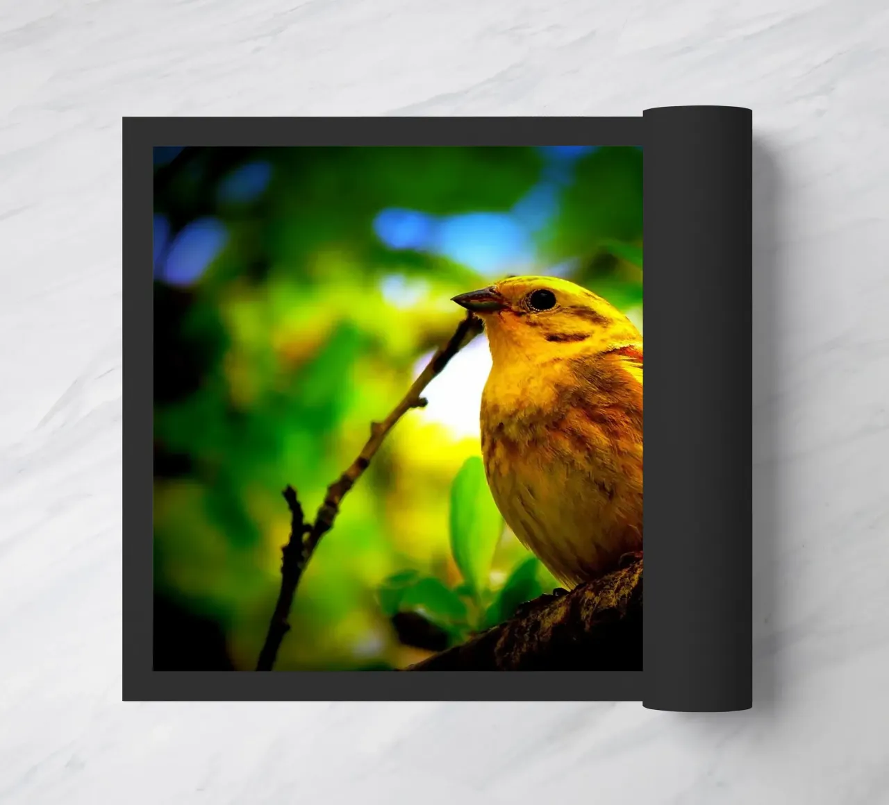 FAA72 zerbino da Thierry vobmann photography