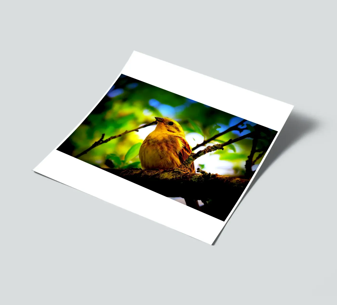 FAA72 sticker sheet by Thierry vobmann photography