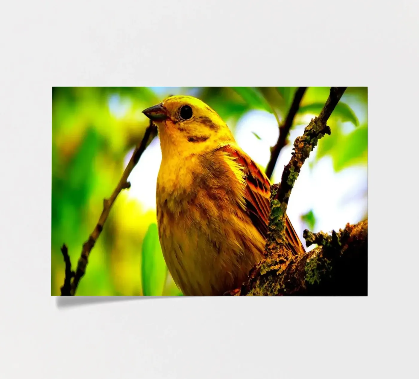 FAA72 sticker sheet by Thierry vobmann photography