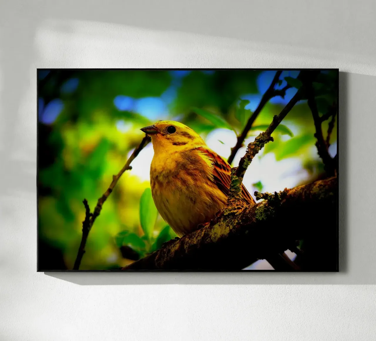 FAA72 plexiglass da Thierry vobmann photography