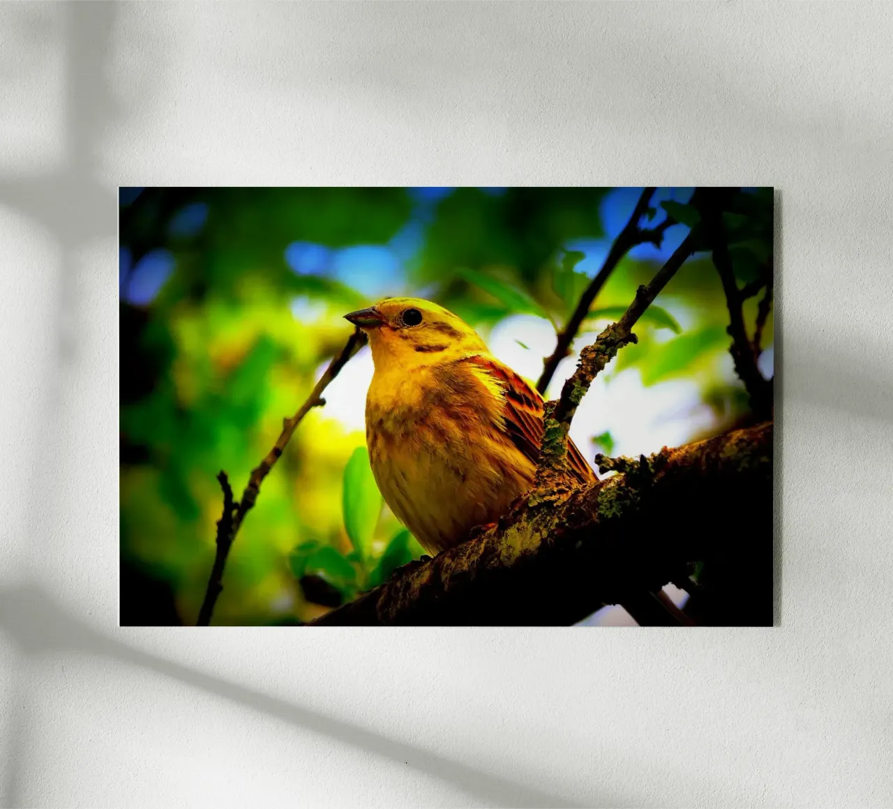 FAA72 plexiglass da Thierry vobmann photography