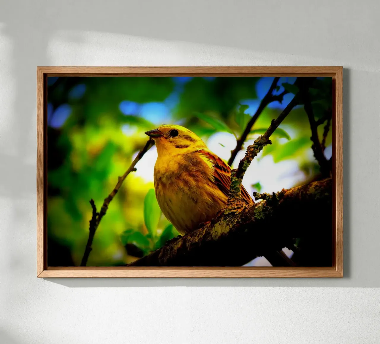 FAA72 tela da Thierry vobmann photography