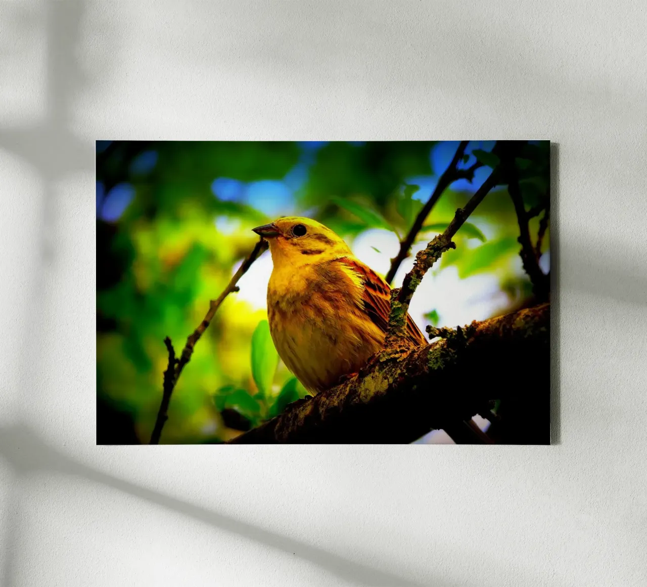 FAA72 tela da Thierry vobmann photography