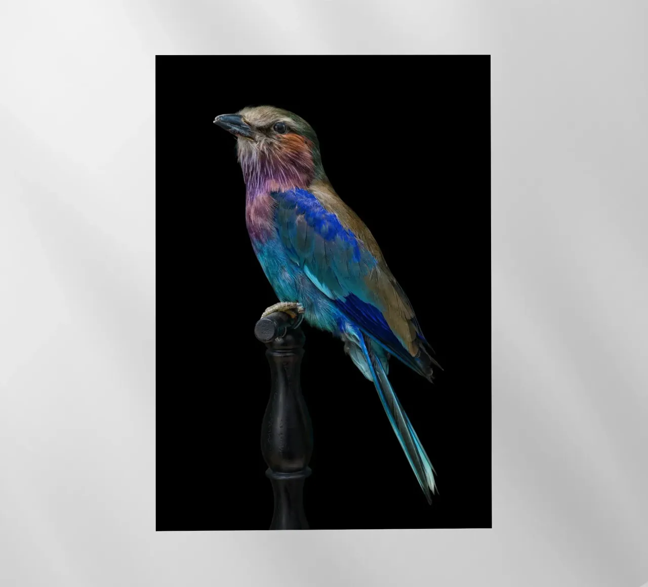 Bellissimo uccello pellicola backlit da Curious Collections by Marielle Leenders