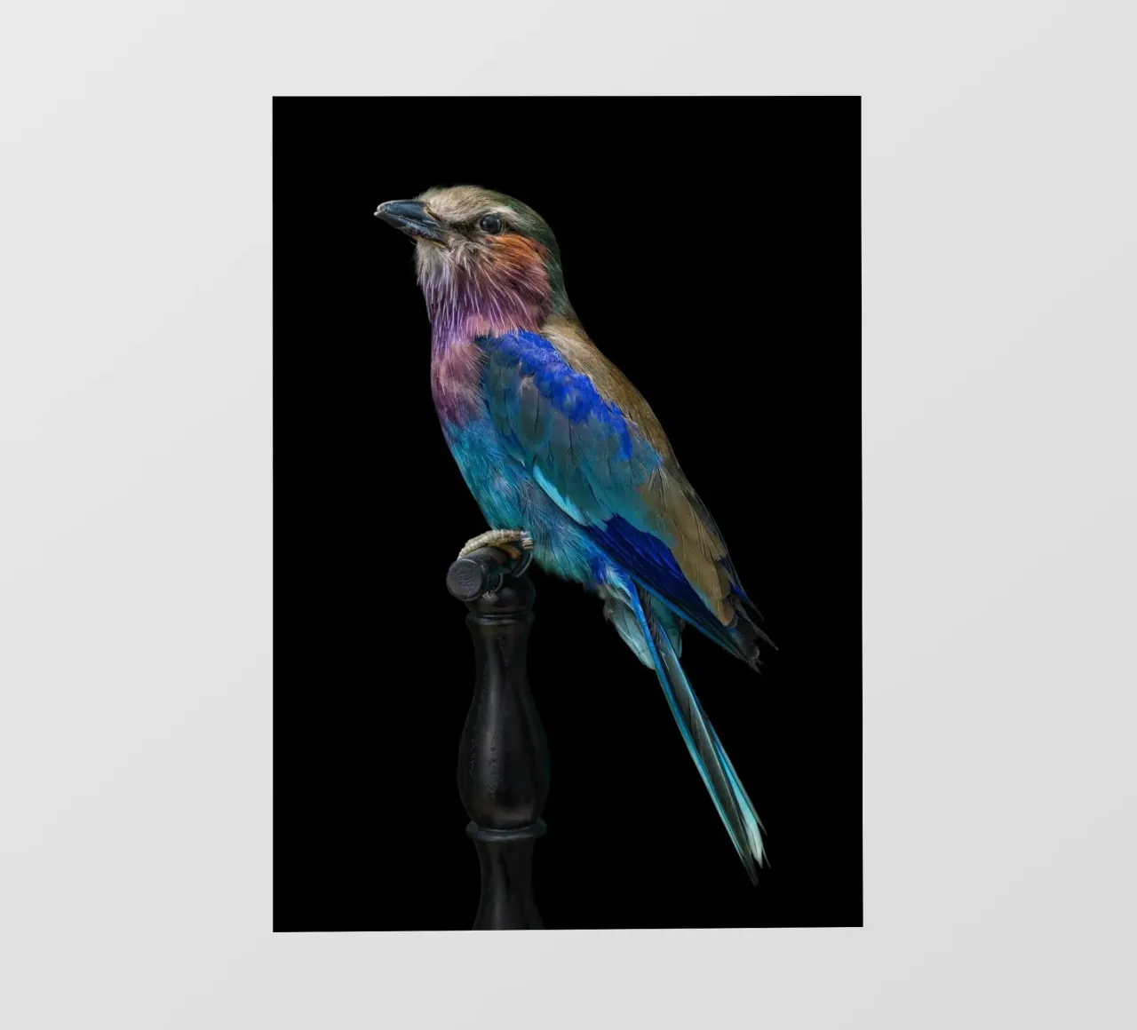 Bellissimo uccello telo in pvc da Curious Collections by Marielle Leenders