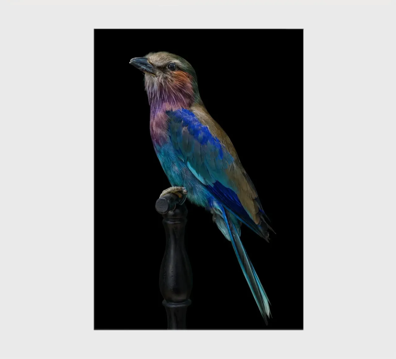 Beautifull bird notebook by Curious Collections by Marielle Leenders