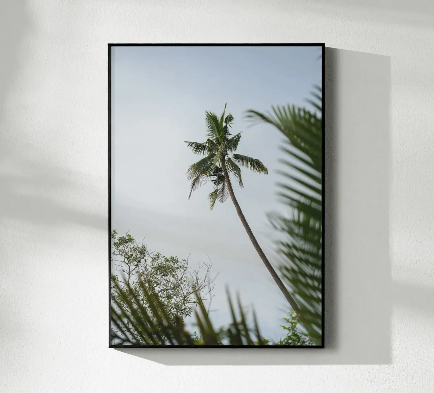 Palm plexiglass da rahelrothphotography