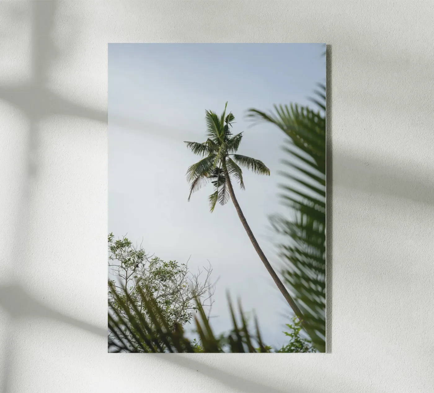 Palm plexiglass da rahelrothphotography