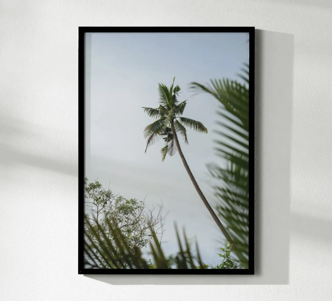 Palm poster da rahelrothphotography