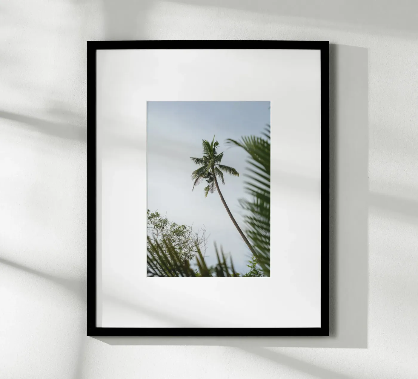 Palm poster da rahelrothphotography