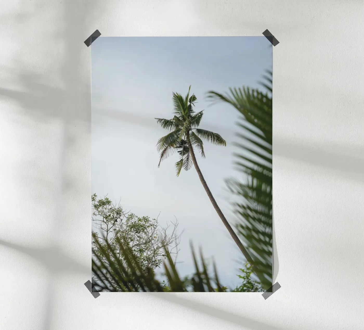 Palm poster da rahelrothphotography