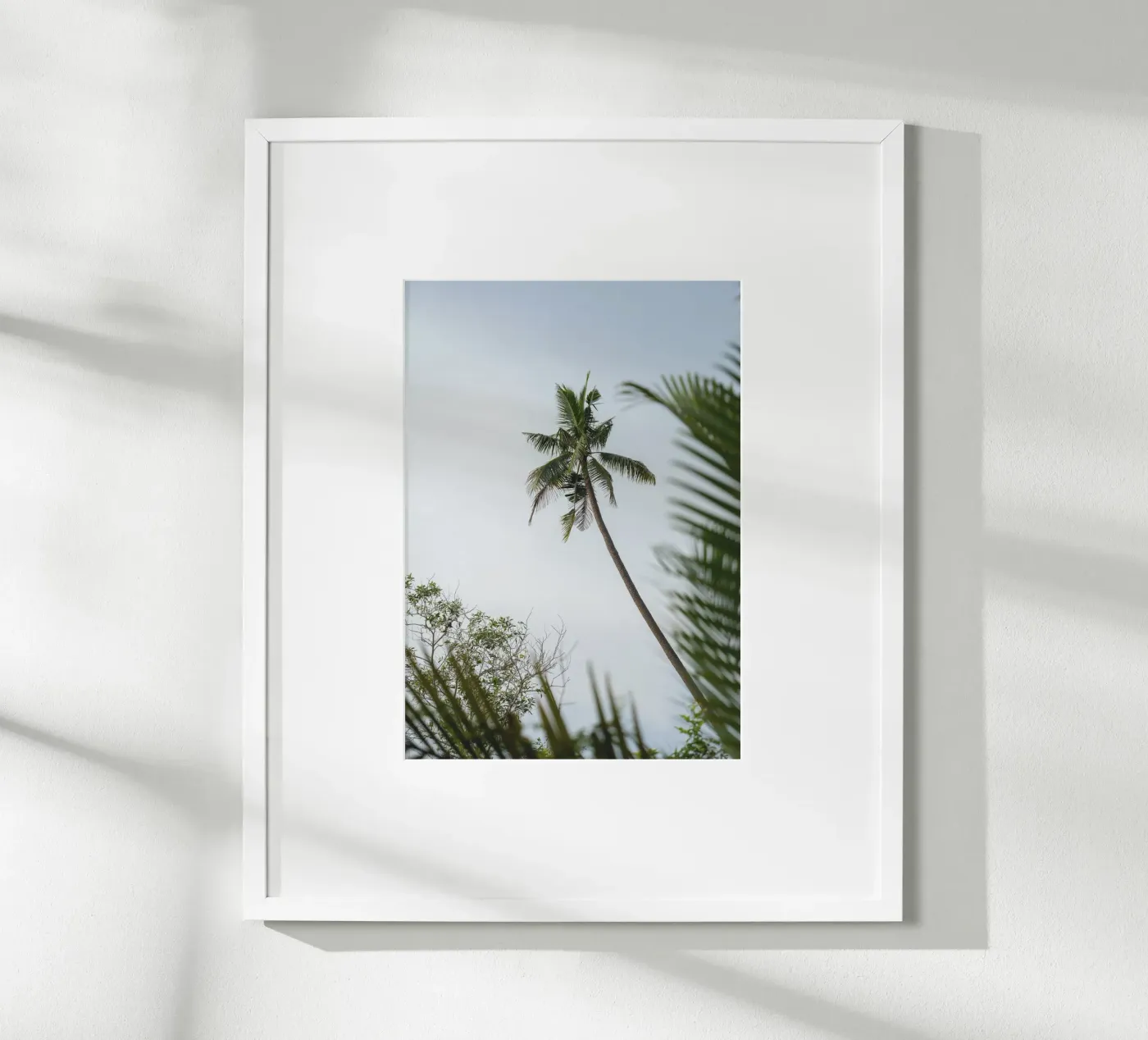 Palm poster da rahelrothphotography