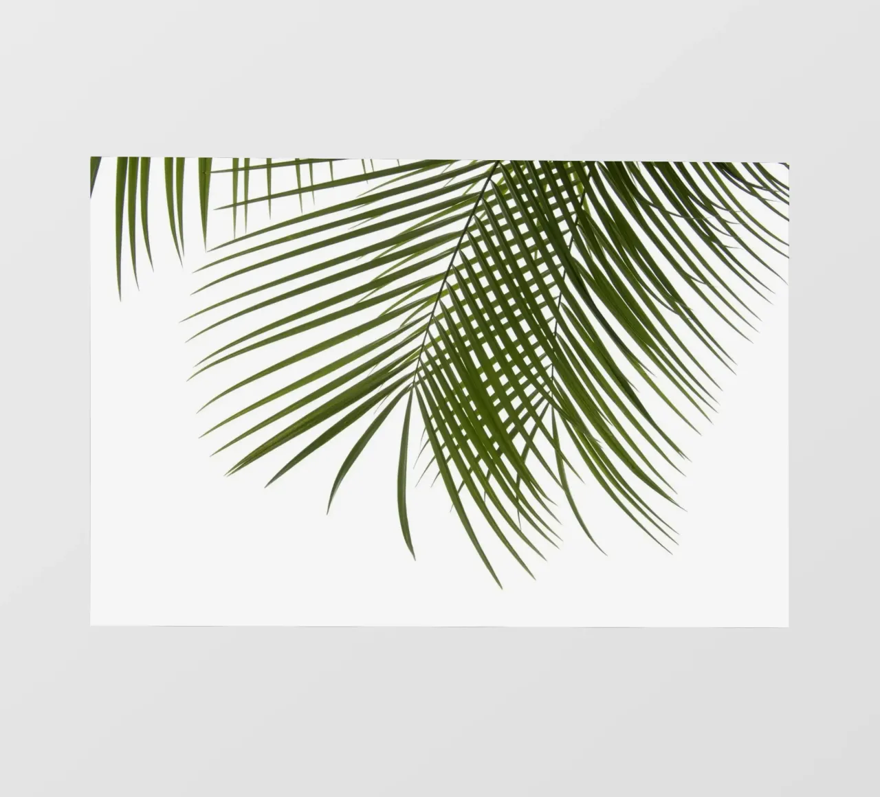Palm Foliage II photo wallpaper by amini54